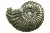 Pyritized Jurassic Ammonite (Amaltheus) Fossil - France #367663-1